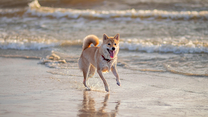 柴犬雖可愛但固執-柴柴智商性格大解構-健康須知及飼養貼士